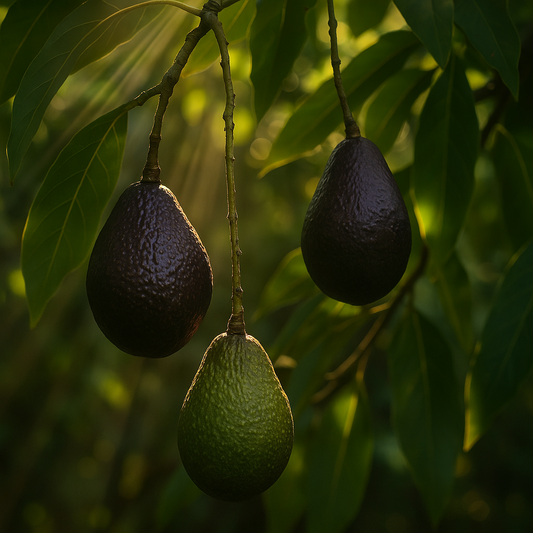 Maria Black Avocado