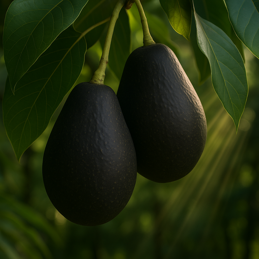 Oro Negro Avocado