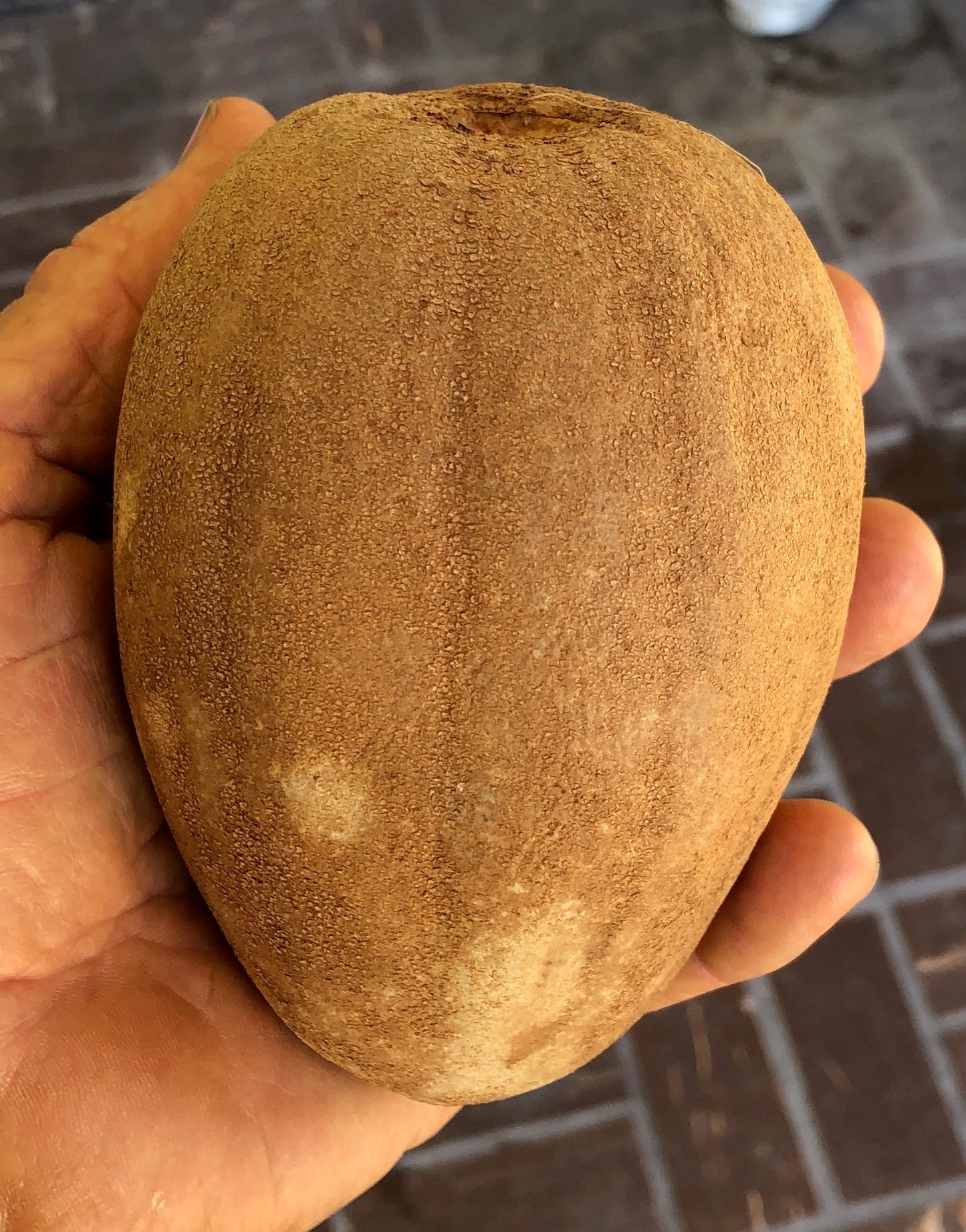 Butterscotch Sapodilla