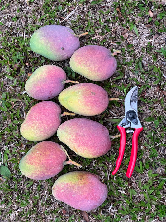 Giselle Mango