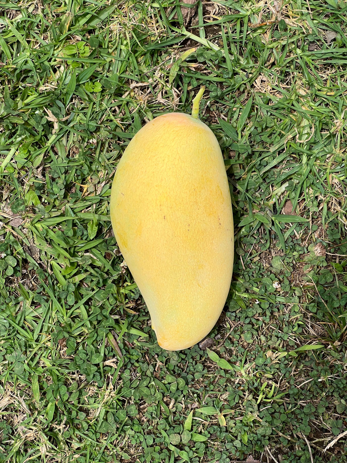 Nam Doc Mai Mango