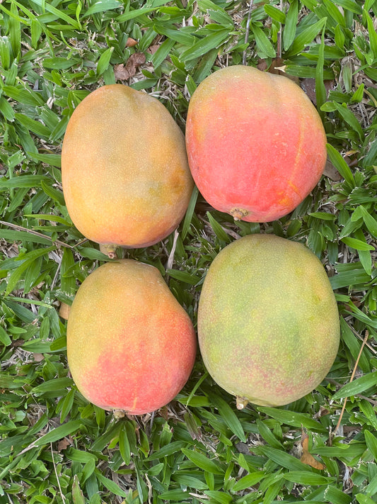 Julie Mango