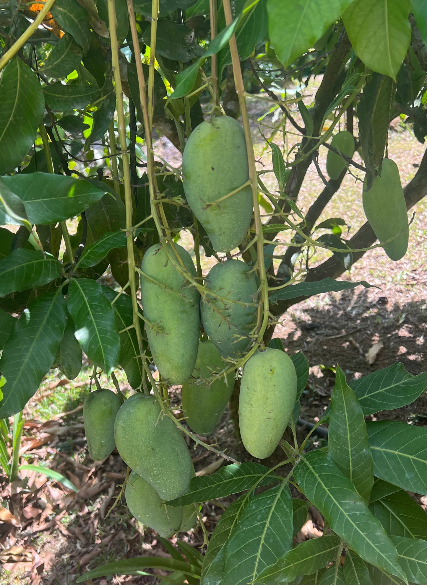Pram Kai Mea Mango
