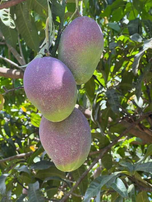 Giselle Mango