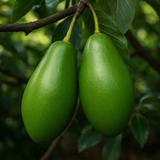 Day Avocado