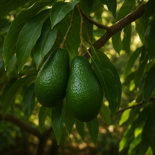 Catalina Avocado