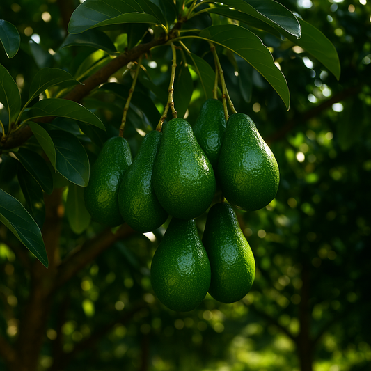 Pollack Avocado