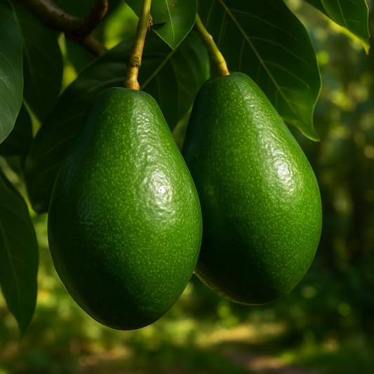 Utuado Avocado