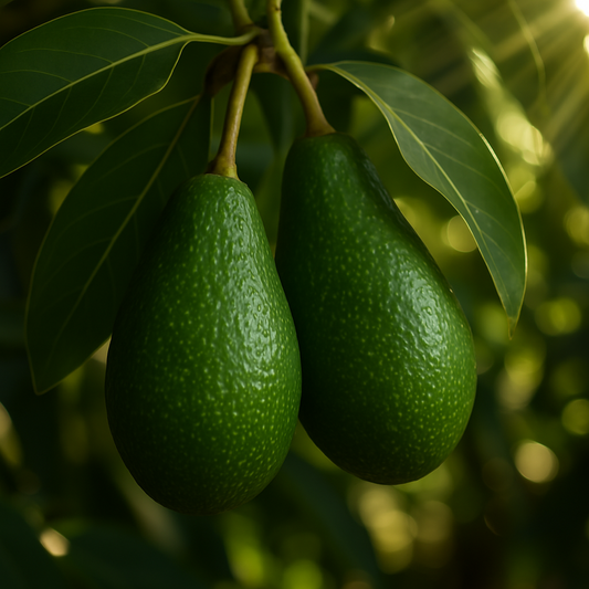 Wurtz Avocado