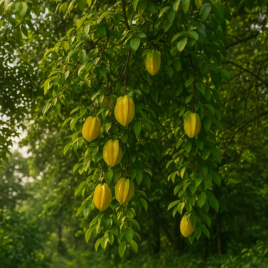 Arkin Carambola