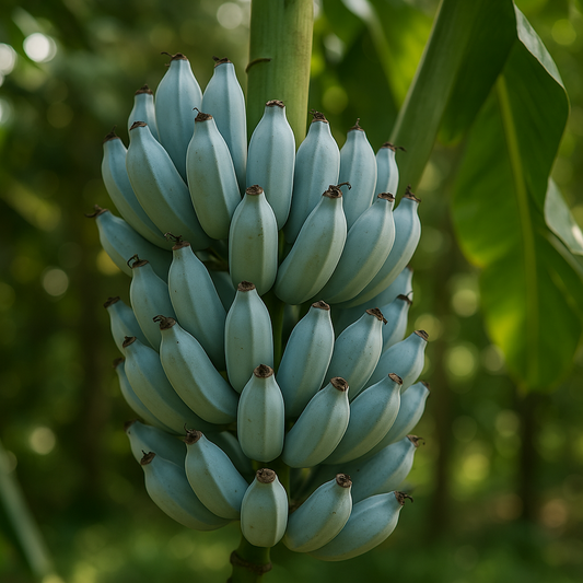 Ice Cream (Blue Java) Banana