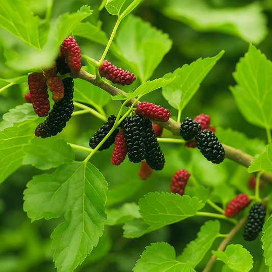 Everbearing Mulberry