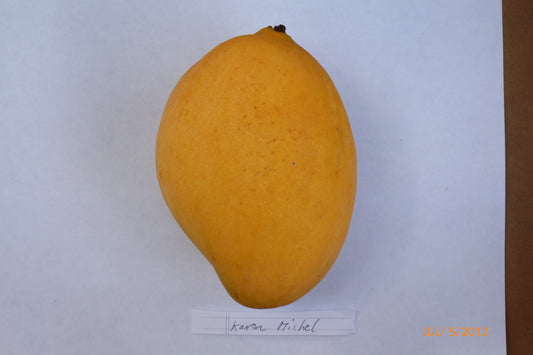 Karen Michelle Mango