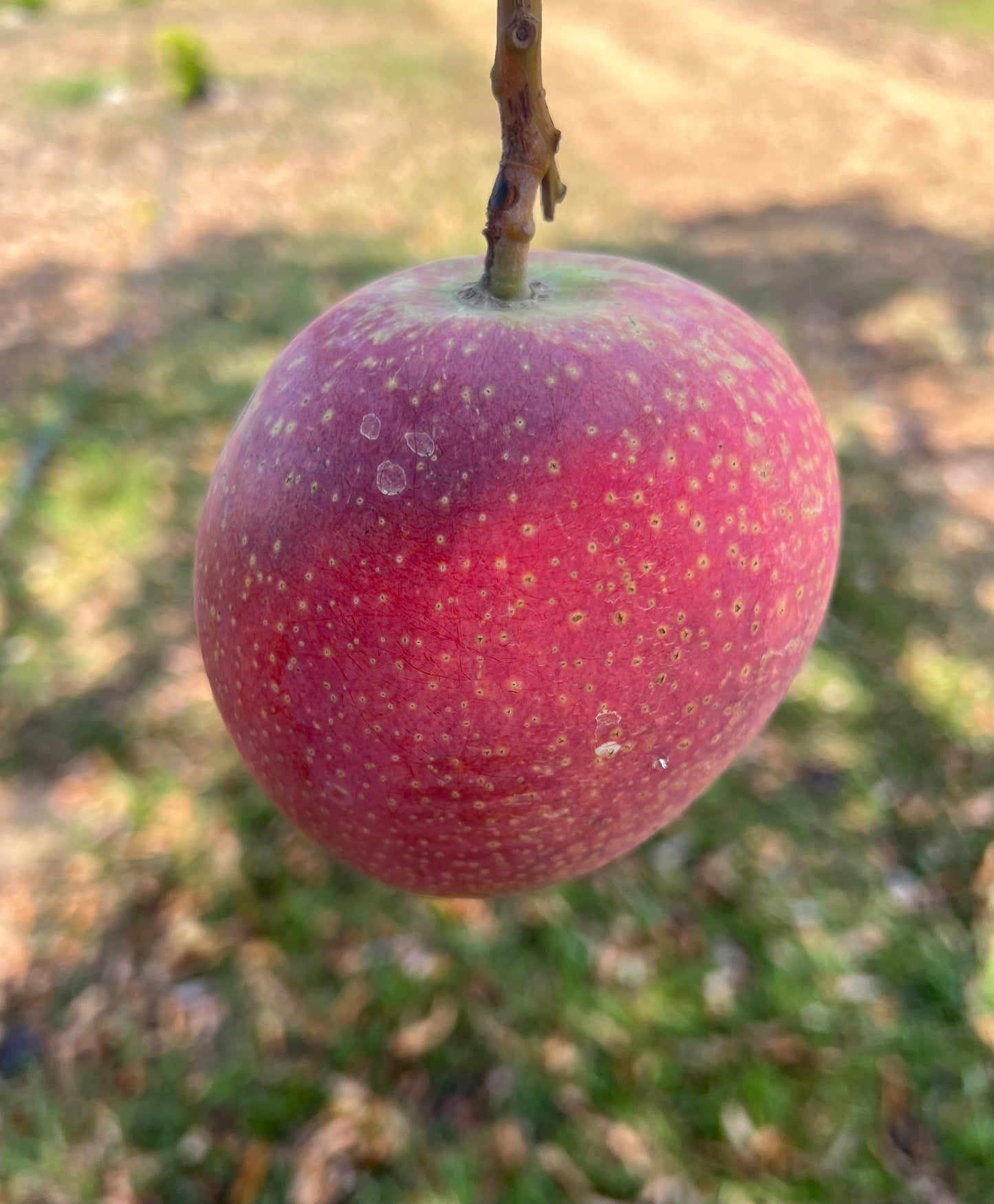 Super Alphonso Mango