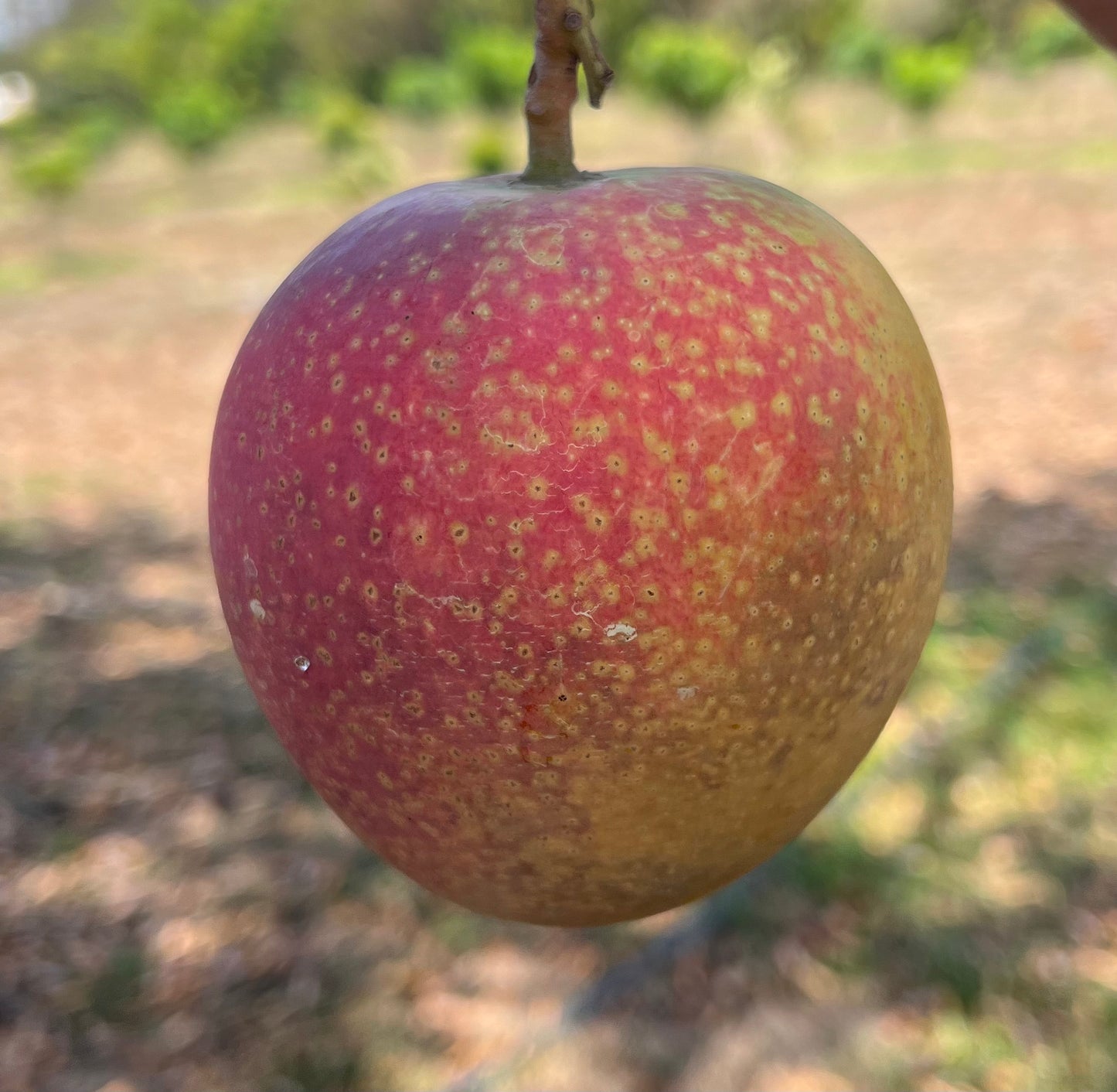 Super Alphonso Mango