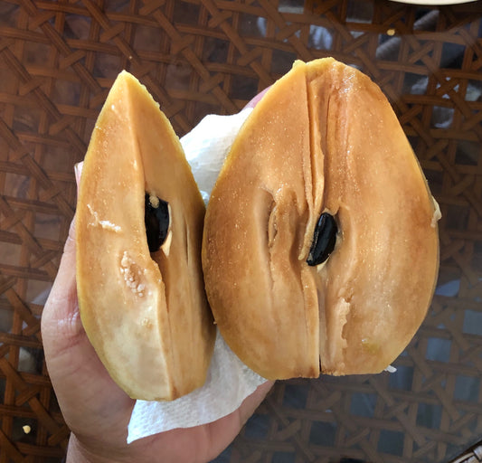 Butterscotch Sapodilla