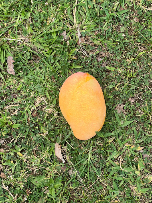 Diamond Mango