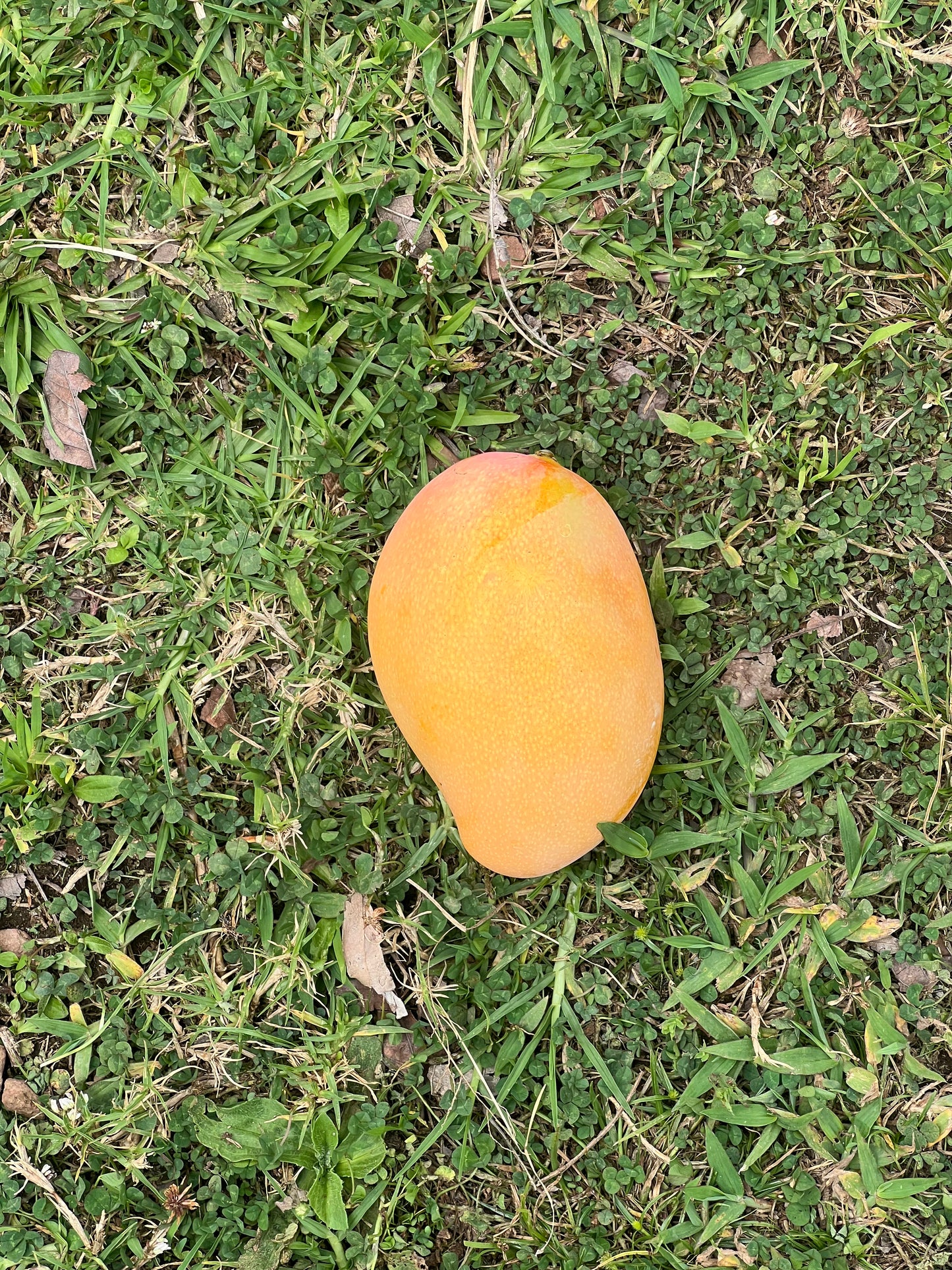 Diamond Mango