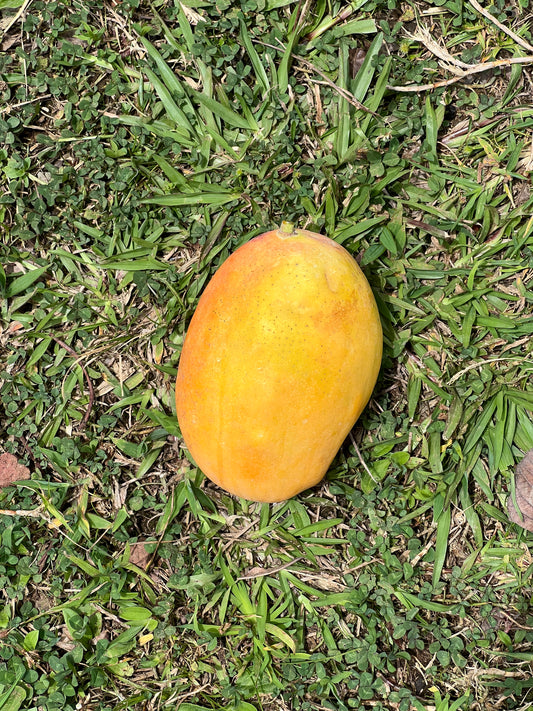 Coconut Cream Mango