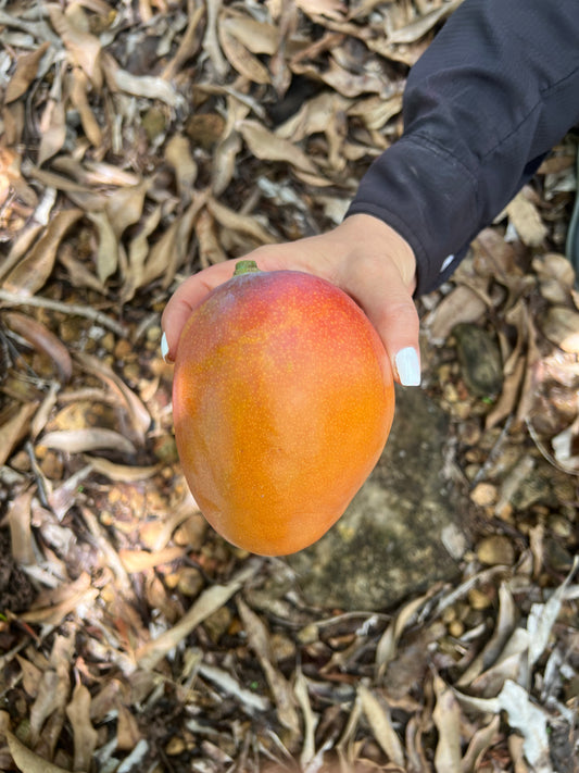 Super Julie Mango