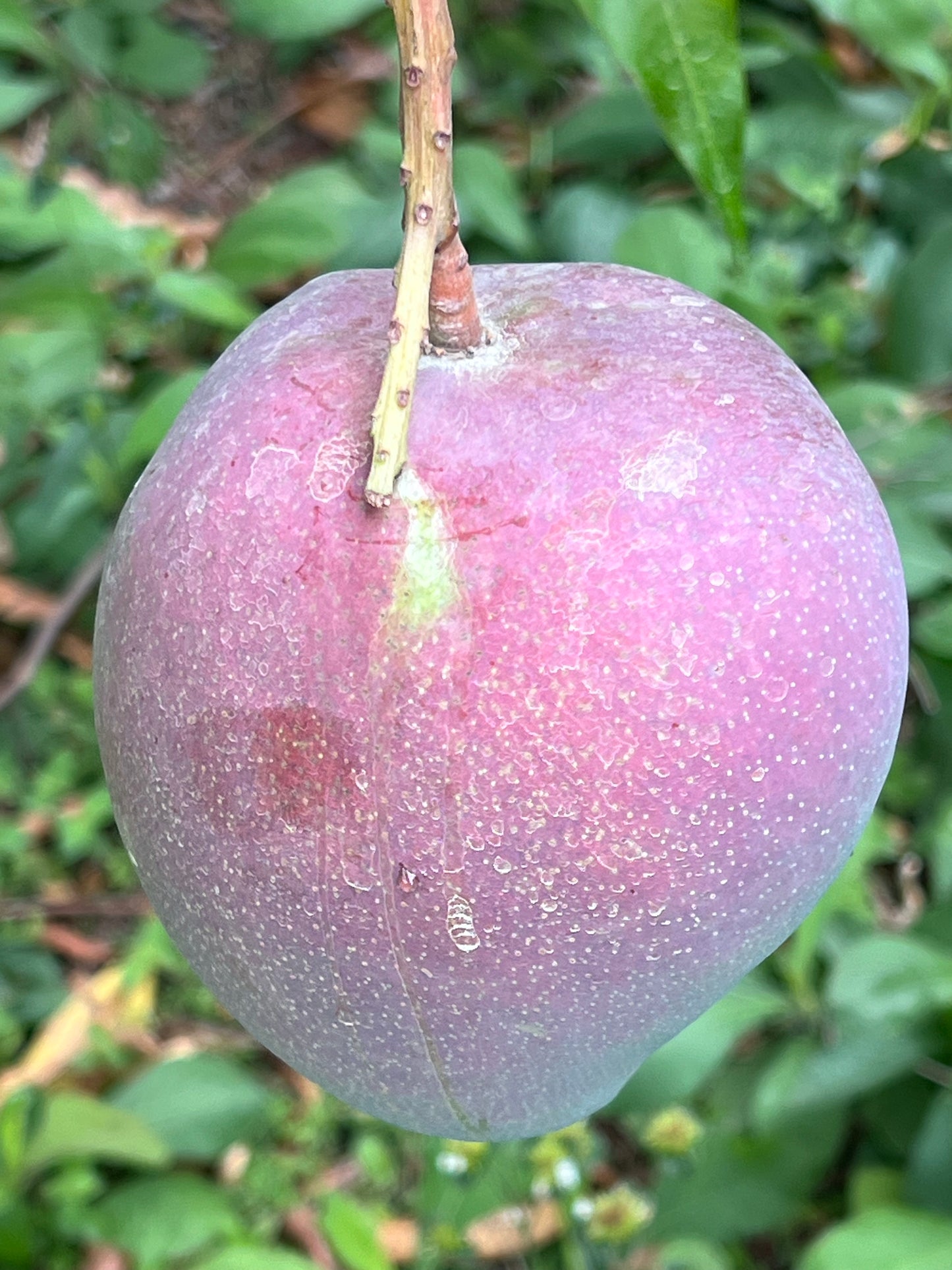 Fruit Punch Mango