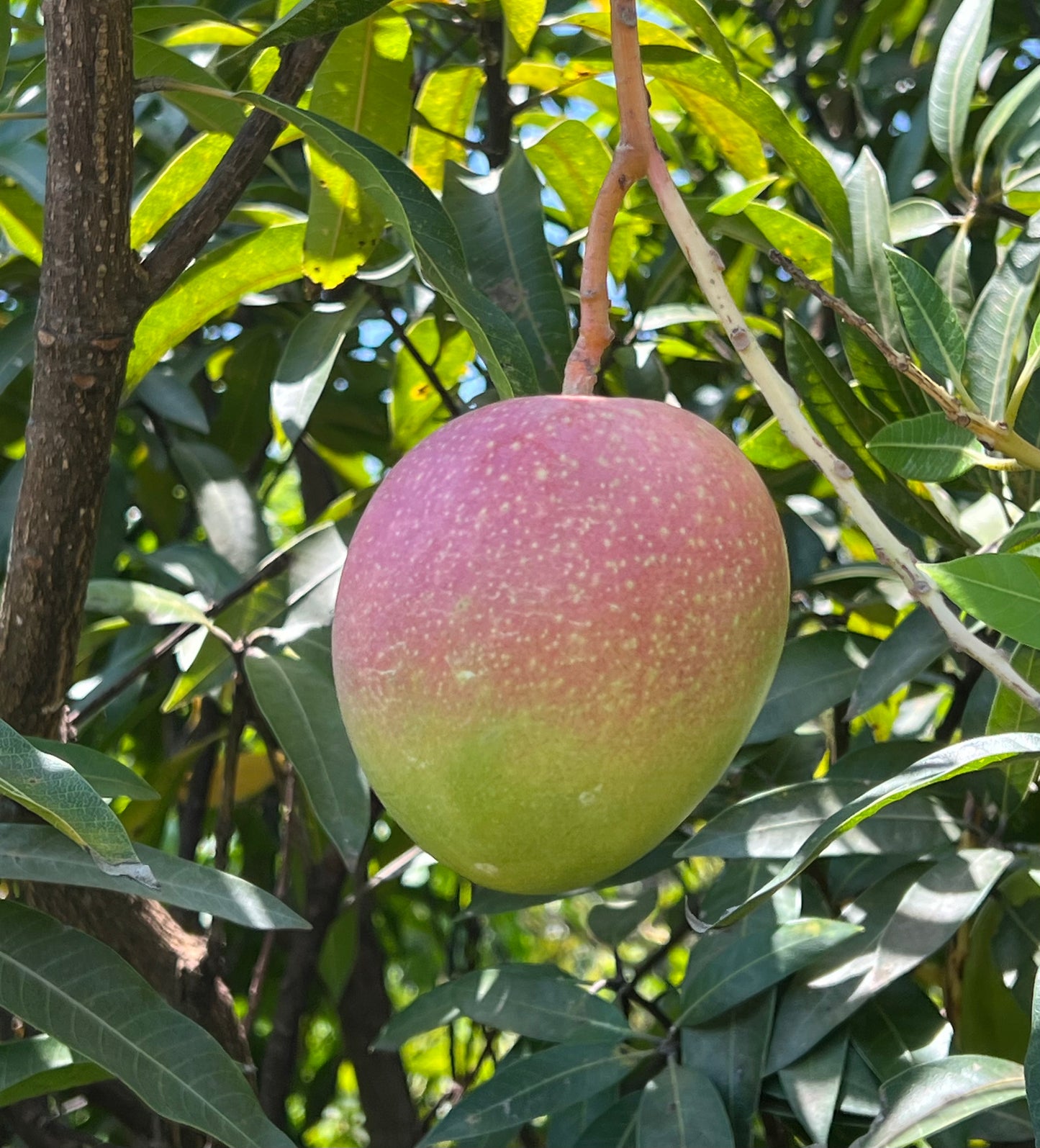 Super Alphonso Mango