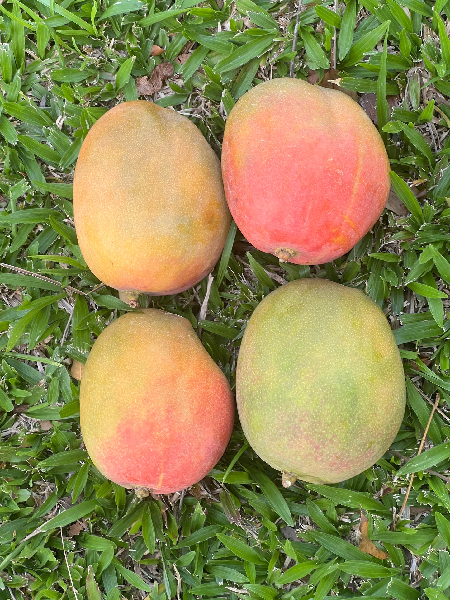 Julie Mango