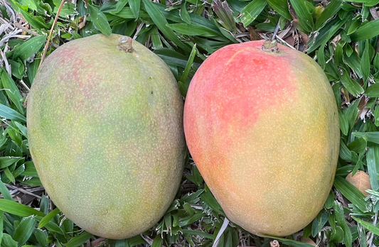 Julie Mango