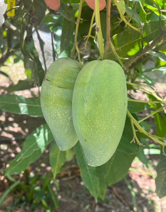 Pram Kai Mea Mango
