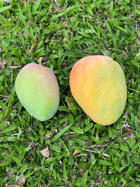 Butter Cream Mango