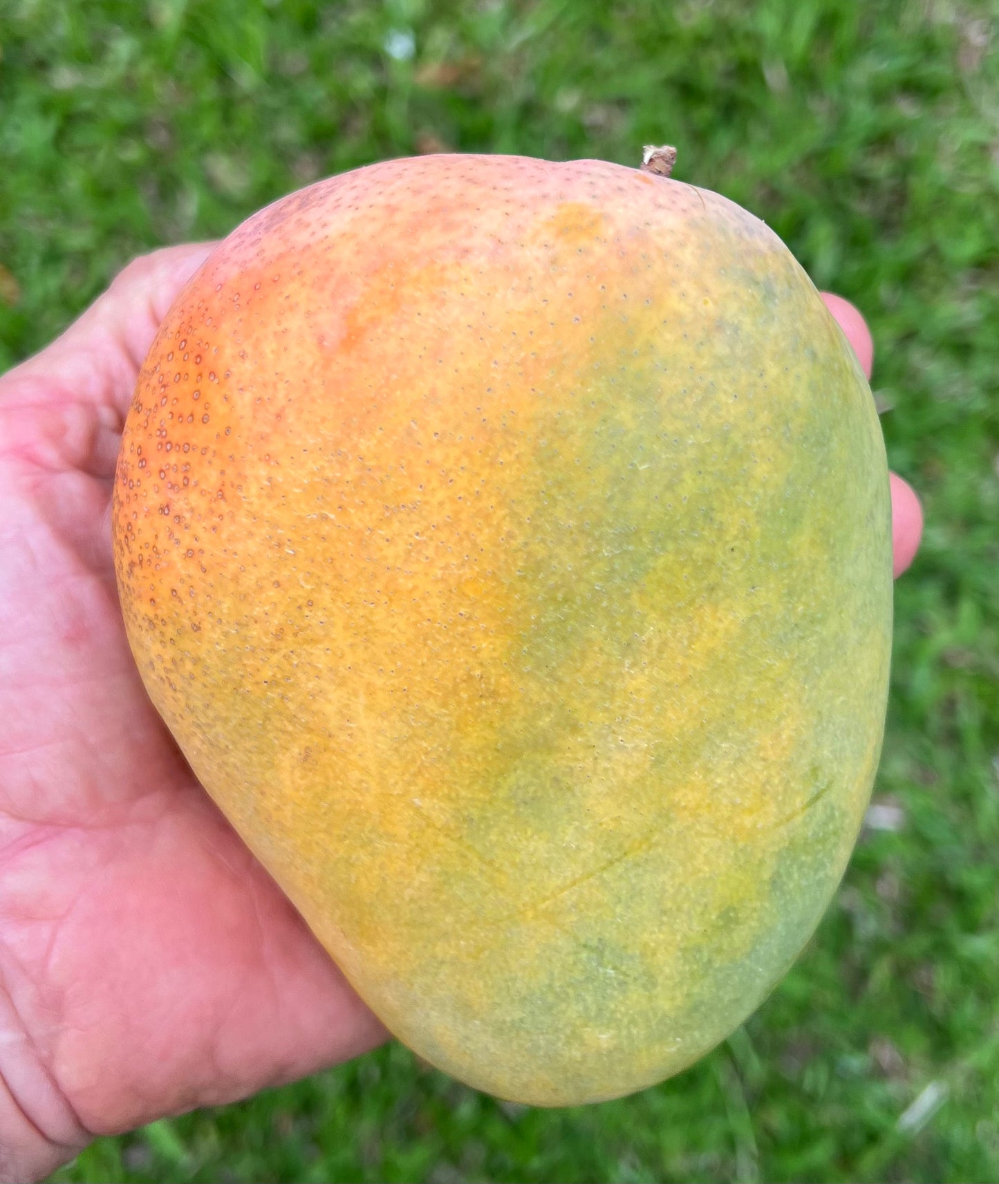 Butter Cream Mango