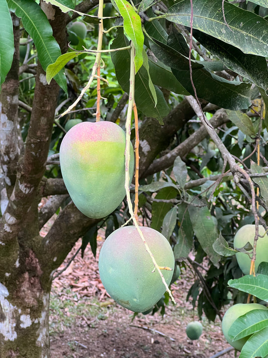 Venus Mango
