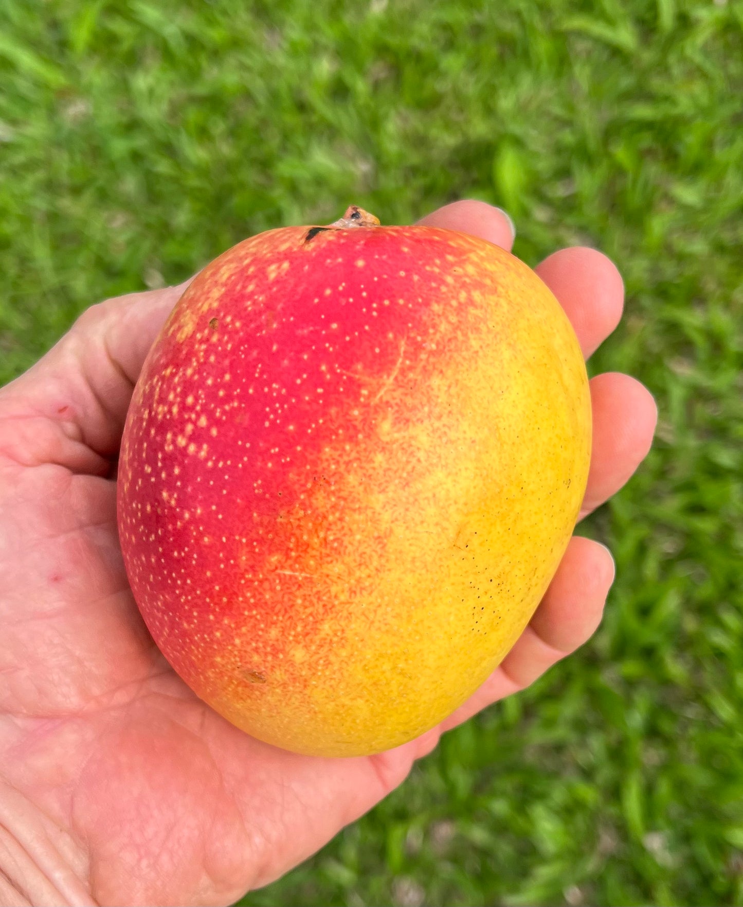 Super Alphonso Mango