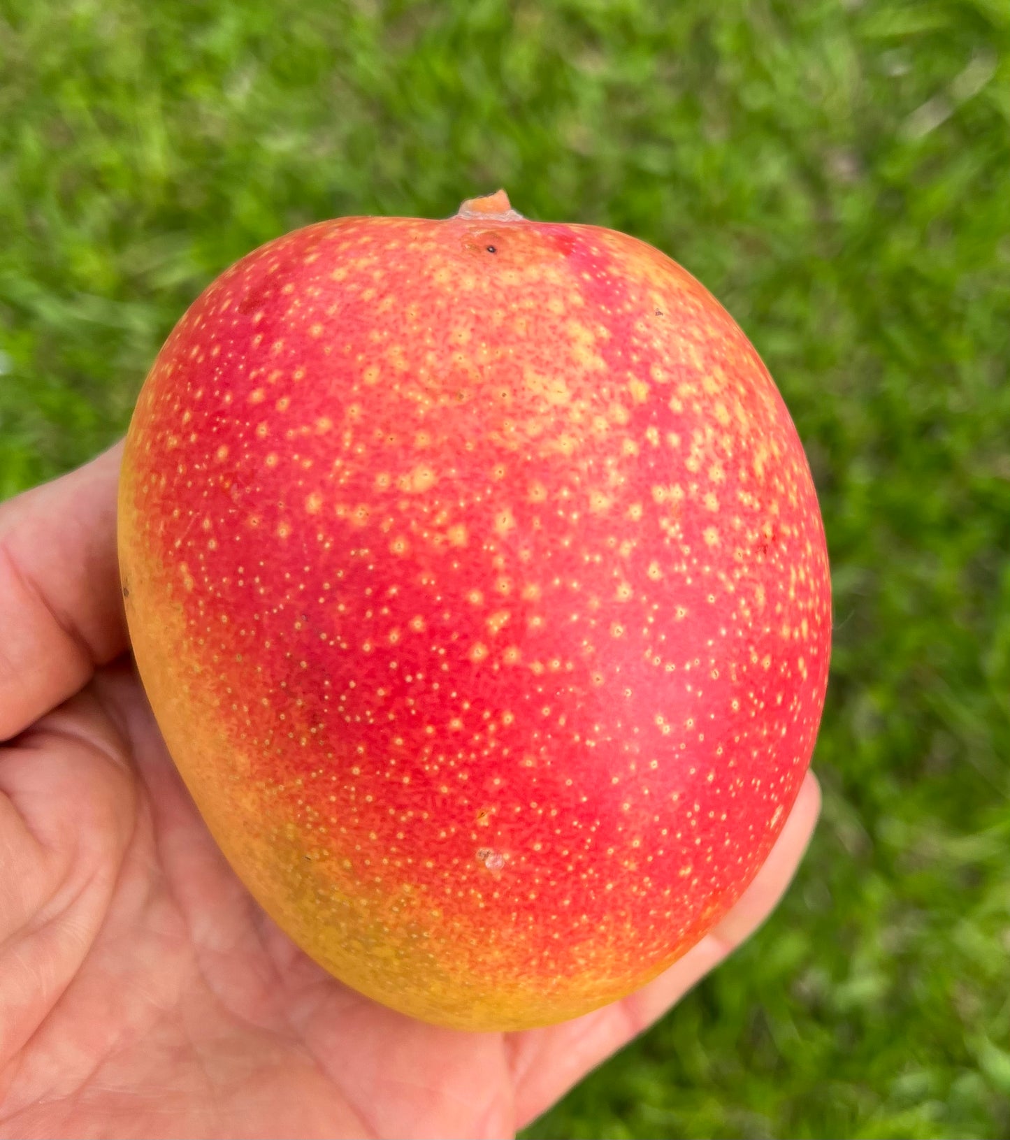 Super Alphonso Mango