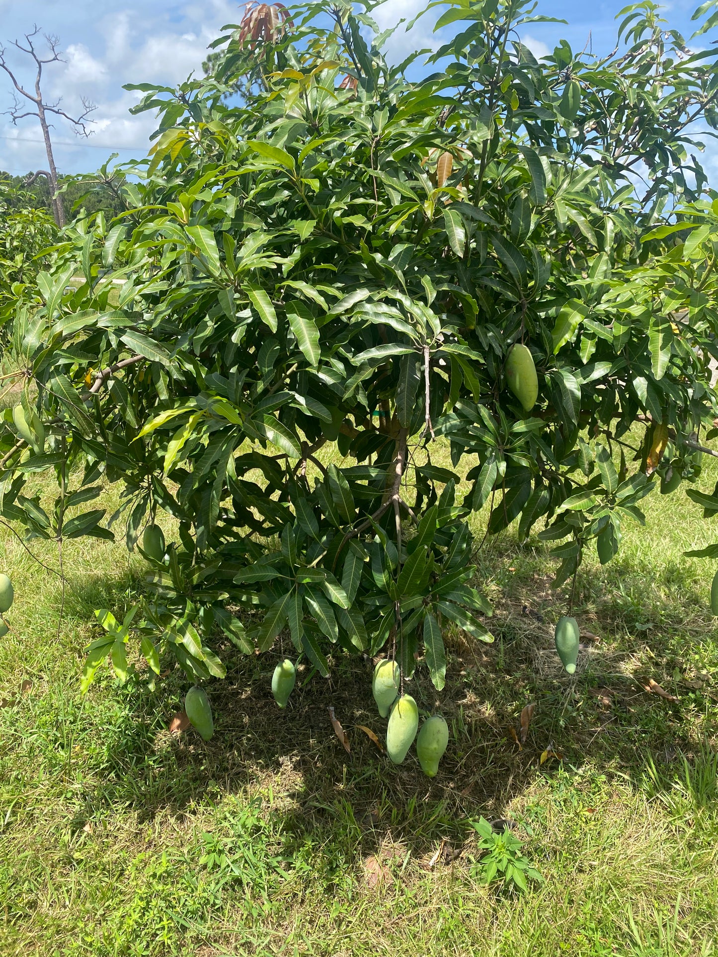 Mun Kun Si Mango