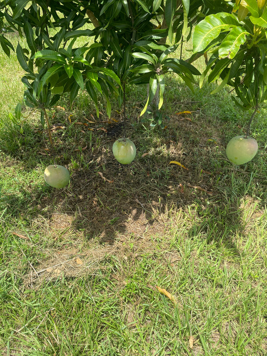 Harvest Moon Mango