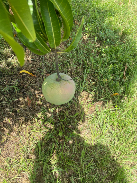 Harvest Moon Mango