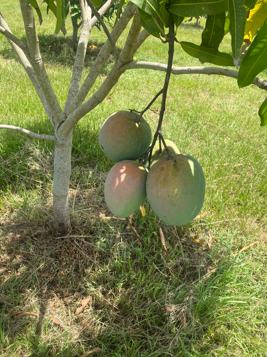 Venus Mango