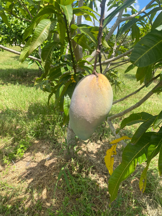 Cat Saigon Mango