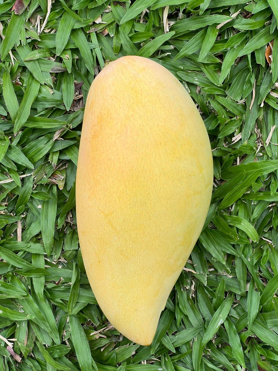 Nam Doc Mai Mango